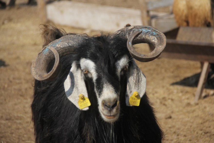 Kurbanlar pahalı olunca elde kaldı
