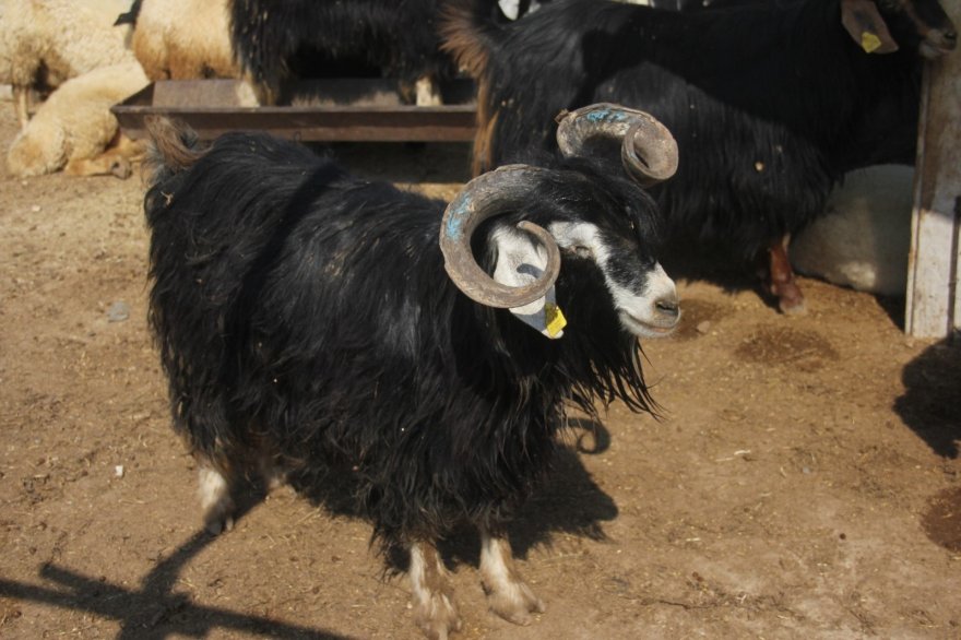 Kurbanlar pahalı olunca elde kaldı