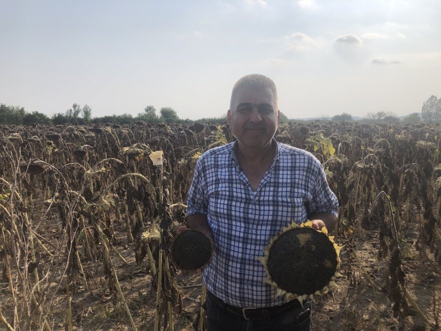 Çukurova’da ayçiçek tarlasında çifte bayram