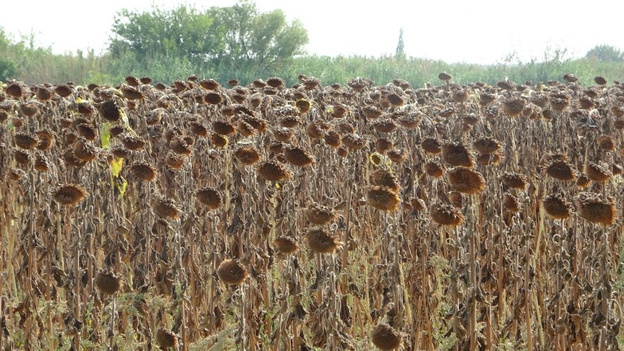 Çukurova’da ayçiçek tarlasında çifte bayram