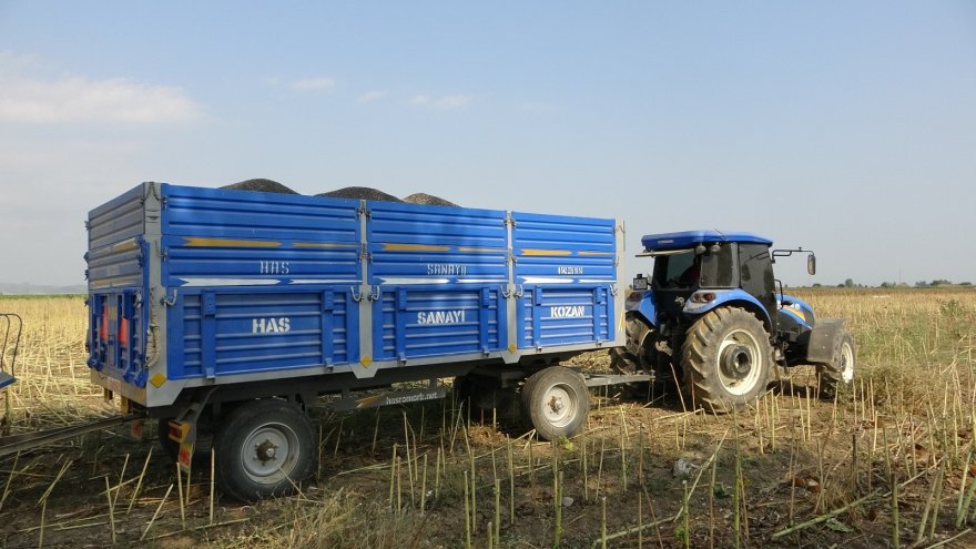 Çukurova’da ayçiçek tarlasında çifte bayram