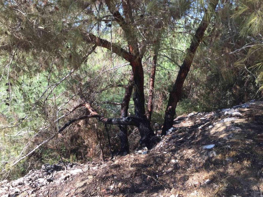 Ormanı yakan iki kardeş yakalandı