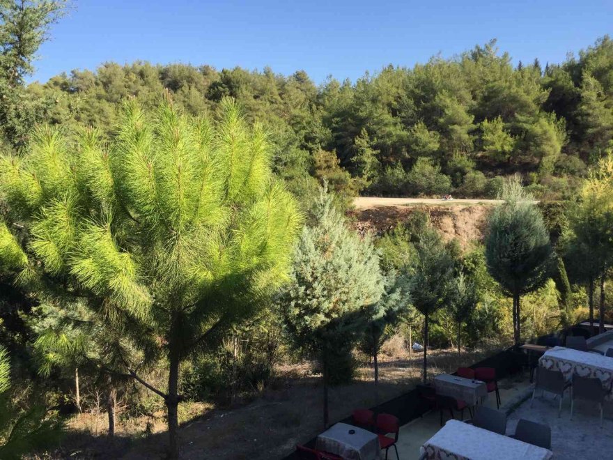 Ormanı yakan iki kardeş yakalandı