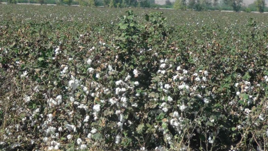 ’Beyaz altın’ı kuraklık vurdu