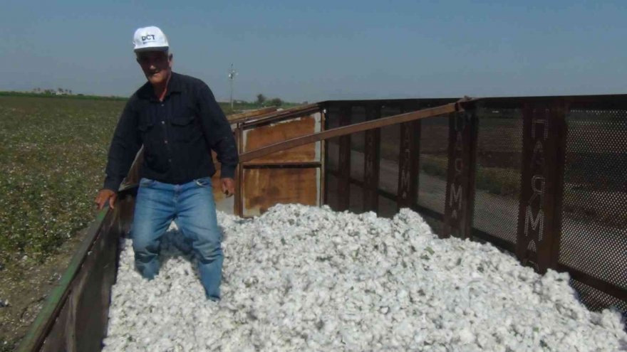 ’Beyaz altın’ı kuraklık vurdu