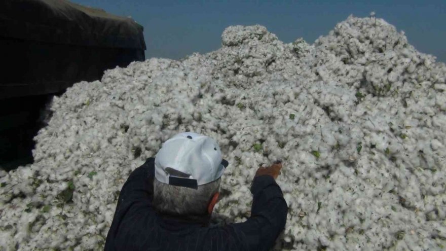’Beyaz altın’ı kuraklık vurdu