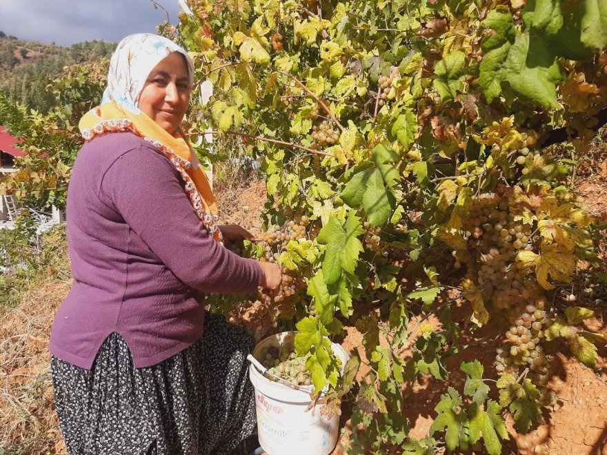 Toroslarda son pekmez kazanları kaynadı
