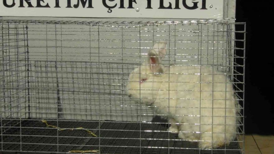 Adana'da tavşan sevgisi işe dönüştü: Ayda 10 bin lira kazanıyorlar