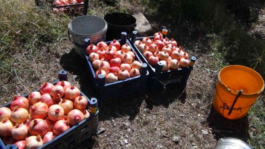 Tescilli Kuytucak narı üreticisinin yüzünü güldürdü