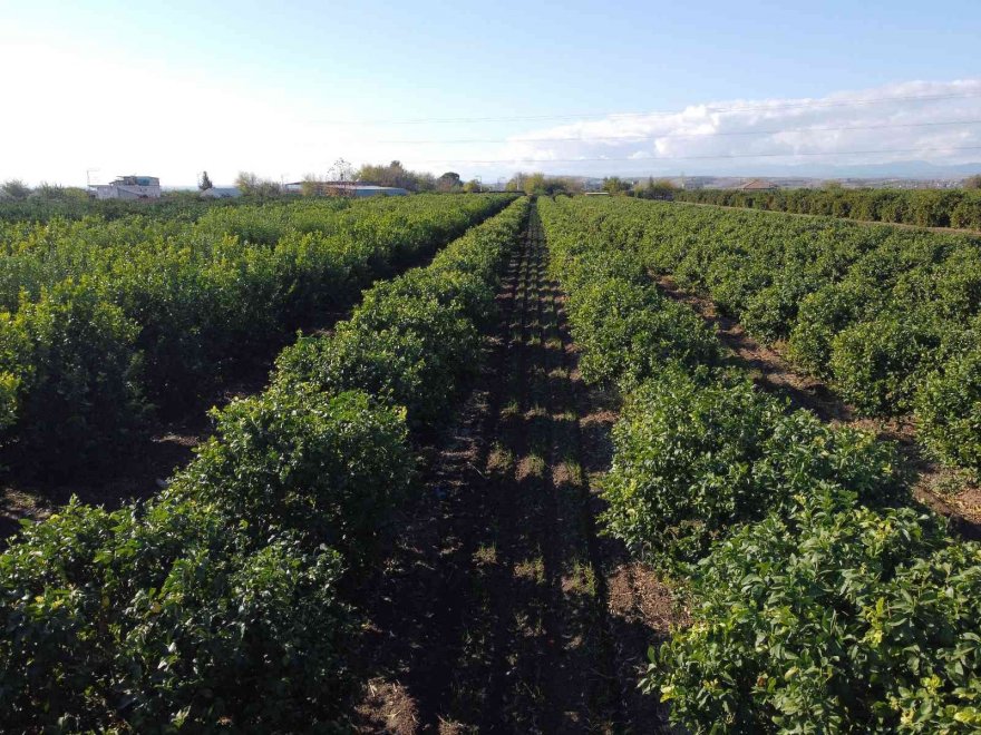 Narenciye bahçesini sarımsak tarlasına dönüştürdü