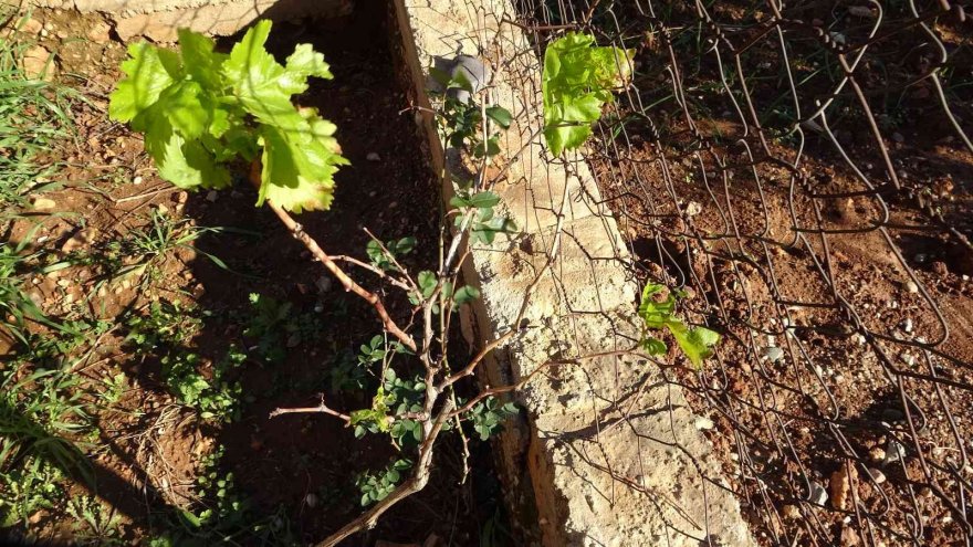 Asma ve ceviz ağacı kışın ortasında yaprak açtı