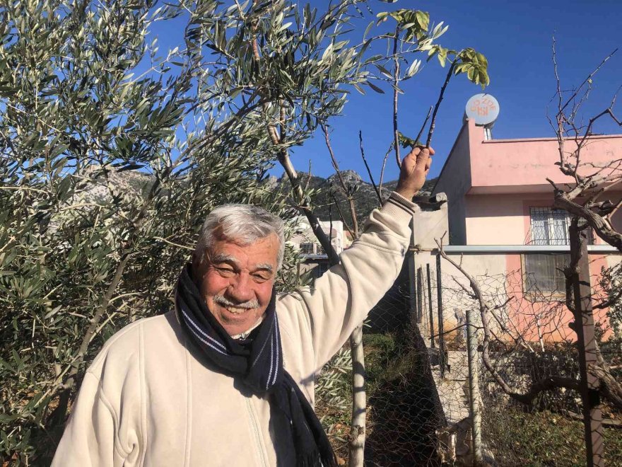 Asma ve ceviz ağacı kışın ortasında yaprak açtı