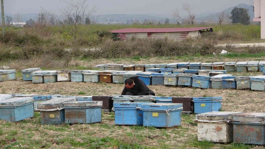 Adana’da binlerce arı telef oldu