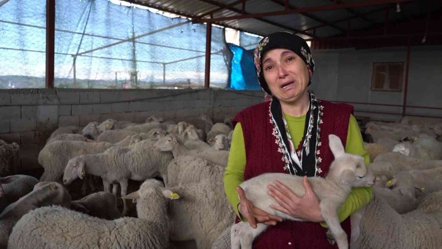 Yolu kapatılan besici kadın hayvanları için gözyaşlarına boğuldu