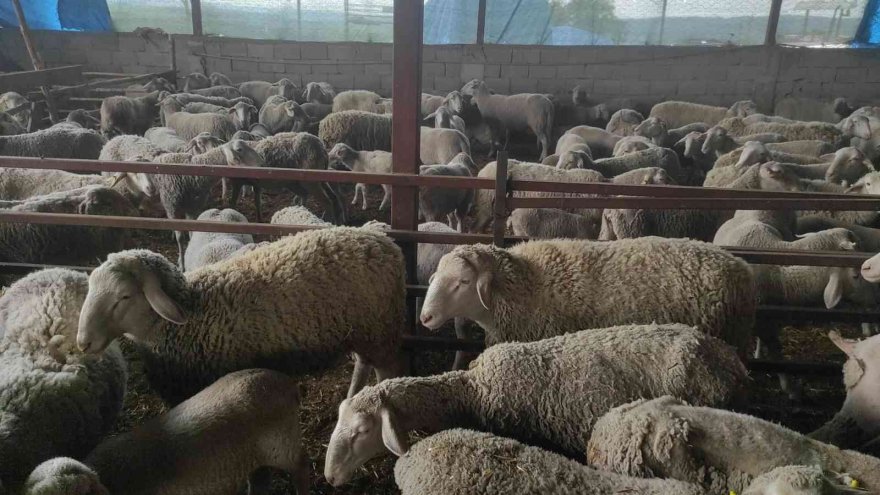Yolu kapatılan besici kadın hayvanları için gözyaşlarına boğuldu