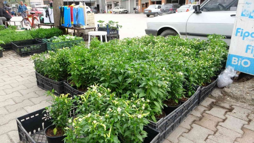 Günde 10 bin fide satılıyor: Vatandaş üretici oldu