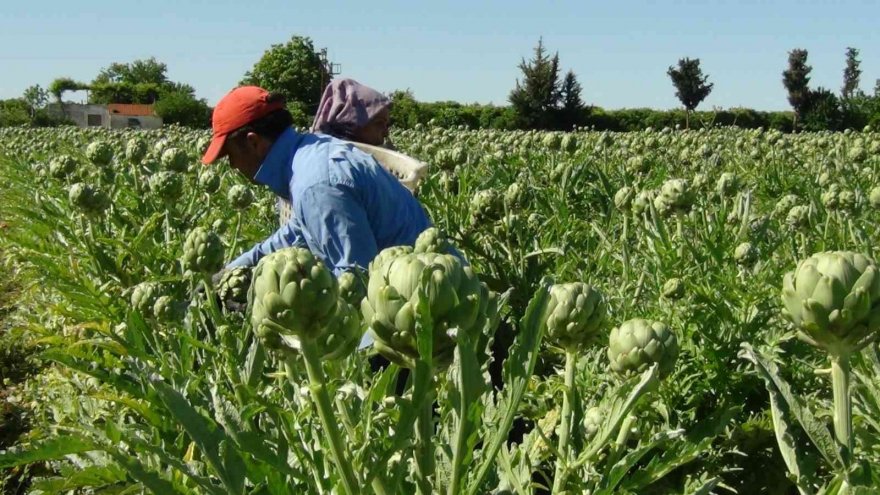 Enginar hasadı gecikmeli başladı