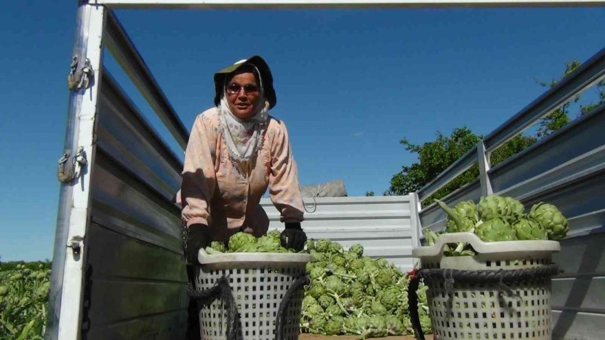 Enginar hasadı gecikmeli başladı