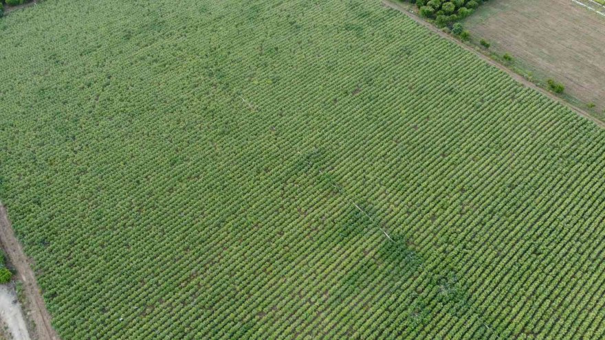 Enginar hasadı gecikmeli başladı