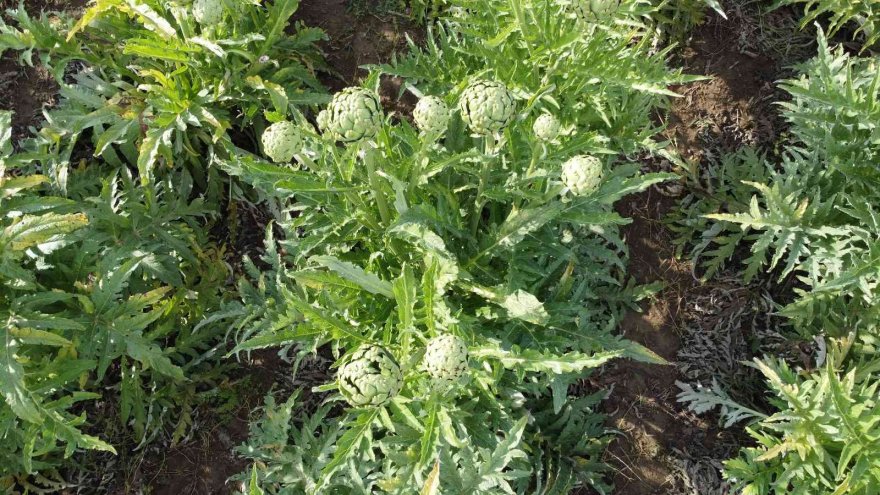 Enginar hasadı gecikmeli başladı