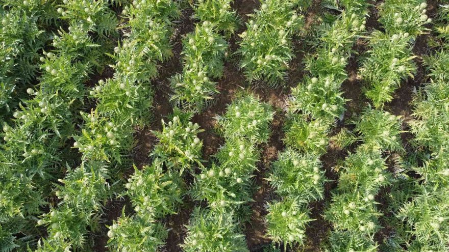 Enginar hasadı gecikmeli başladı