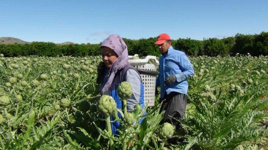 Enginar hasadı gecikmeli başladı