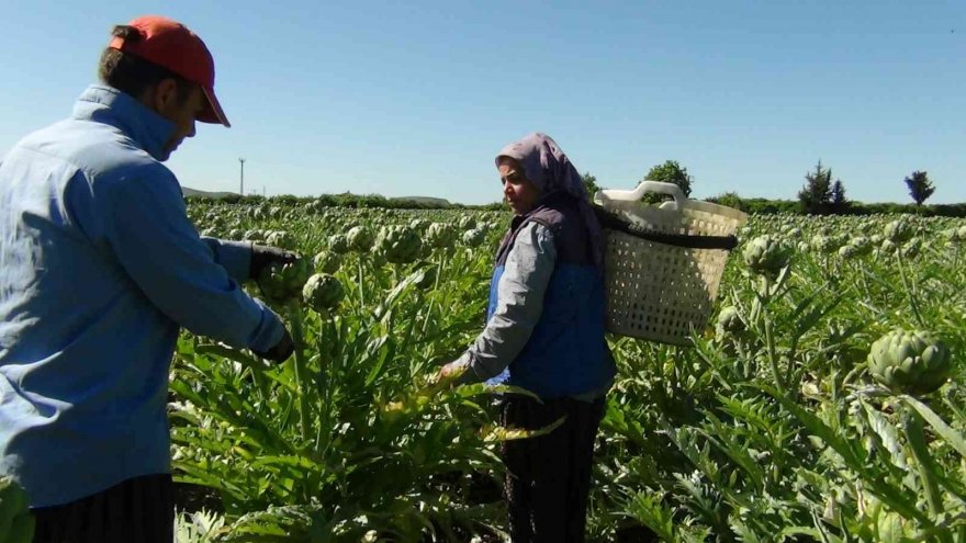 Enginar hasadı gecikmeli başladı