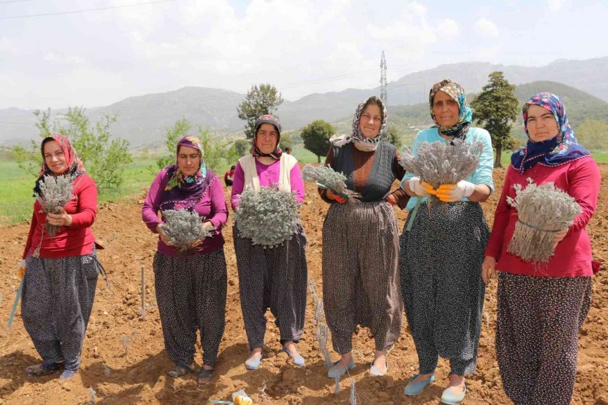 Kadınlar dikiyor, Anadolu lavanta kokuyor