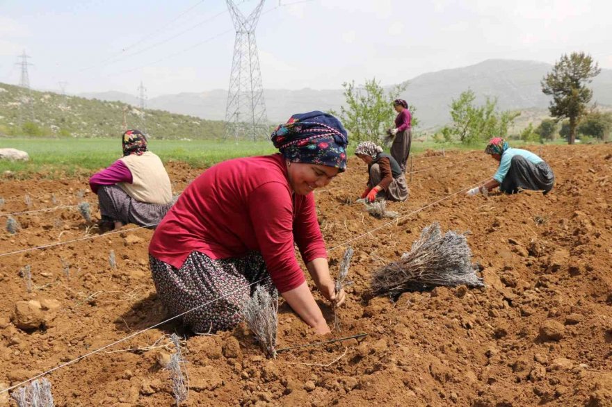 Kadınlar dikiyor, Anadolu lavanta kokuyor