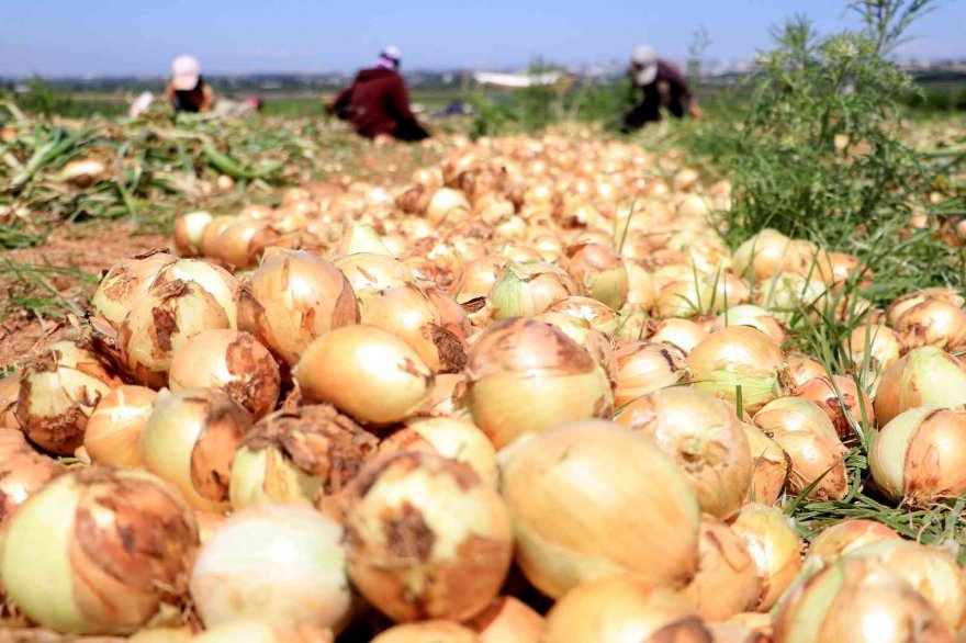 Soğan çiftçinin yüzünü güldürüyor