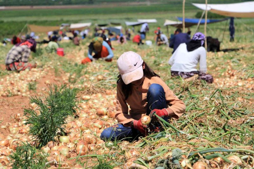 Soğan çiftçinin yüzünü güldürüyor
