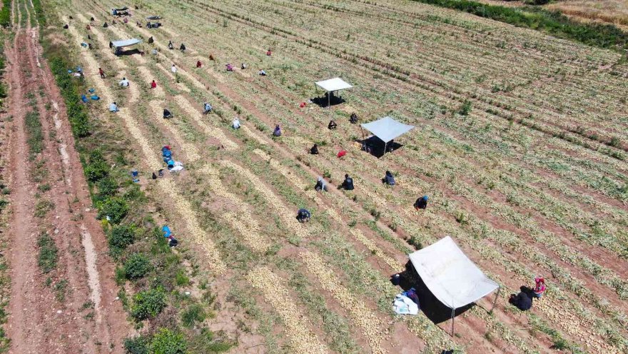 Soğan çiftçinin yüzünü güldürüyor