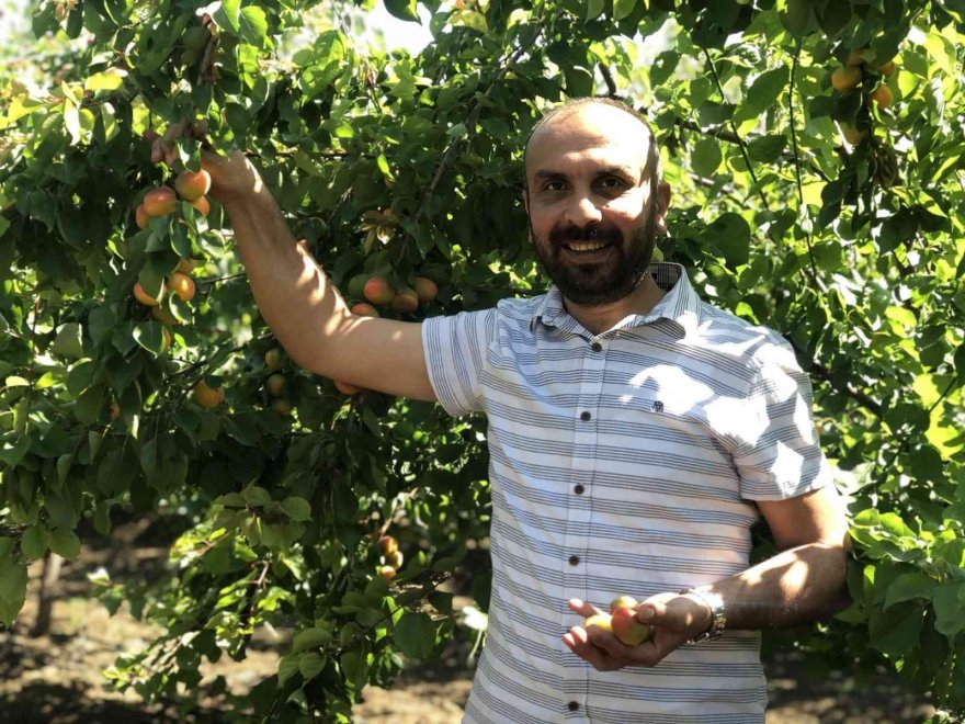 Çukurova’da kayısı hasadı