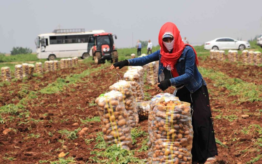 Patates üreticisinin yüzünü güldürdü