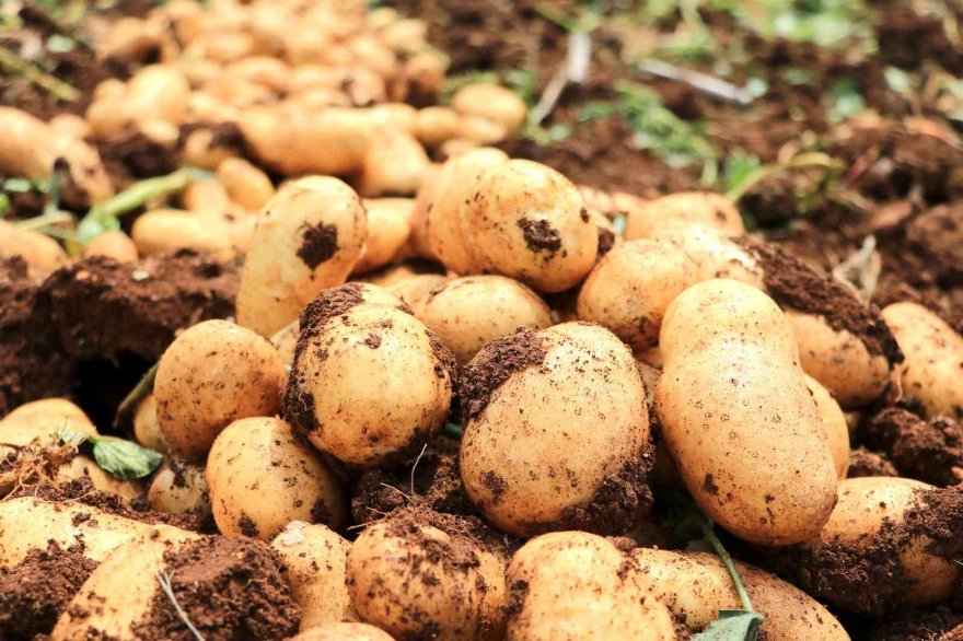 Patates üreticisinin yüzünü güldürdü