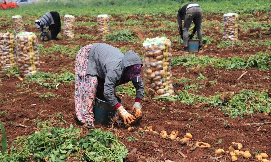 Patates üreticisinin yüzünü güldürdü