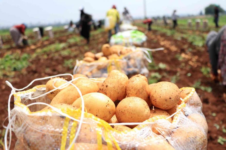 Patates üreticisinin yüzünü güldürdü