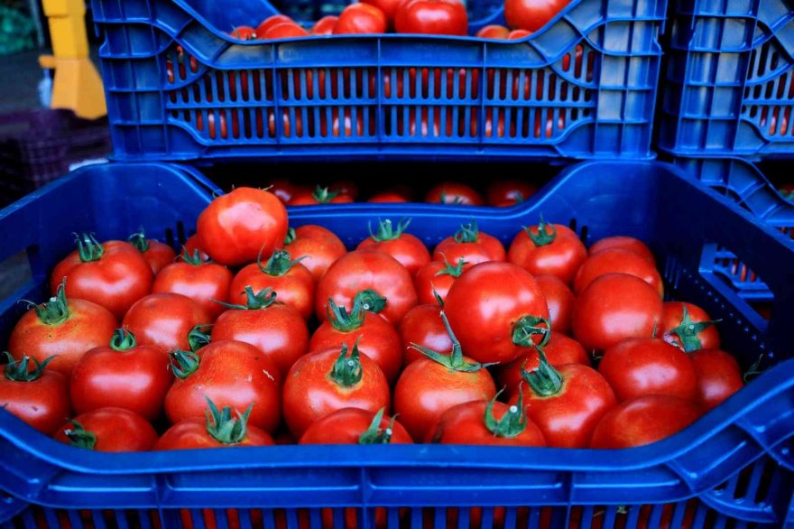 Doğan: Sebze ve meyve fiyatları yarı yarıya düşecek