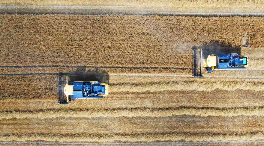 Adana’da buğday hasadı başladı