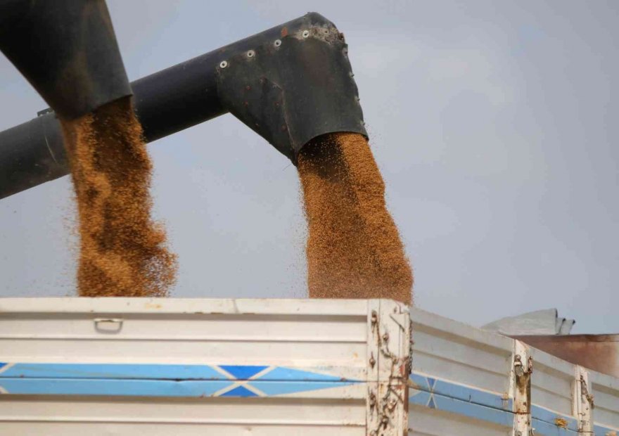 Adana’da buğday hasadı başladı