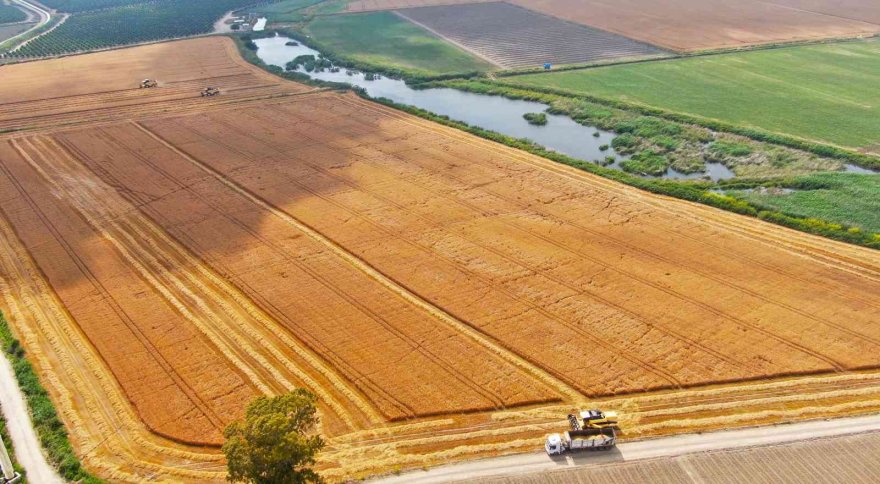 Adana’da buğday hasadı başladı
