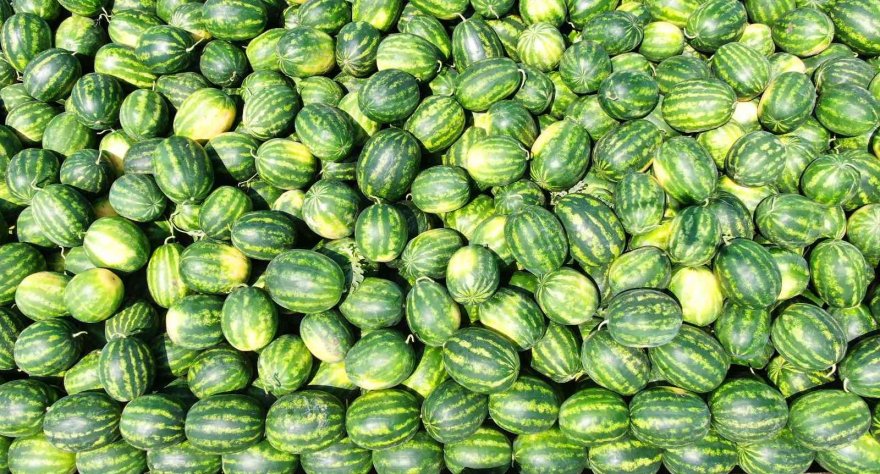 Turfanda karpuzun fiyatı değişmedi