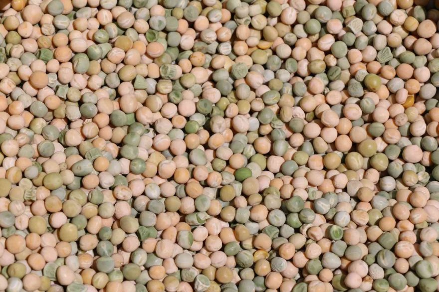 Kuru bezelye mutfağa giriyor