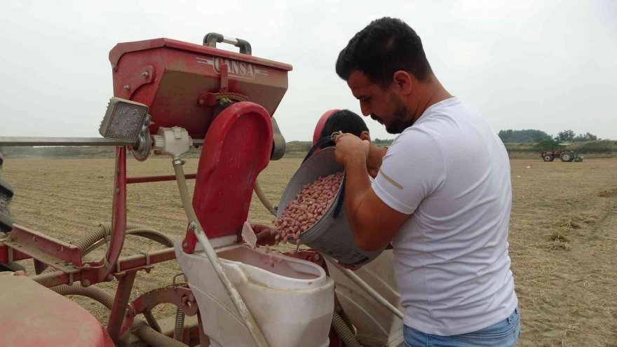 Çukurova’da yer fıstığı ekimi başladı