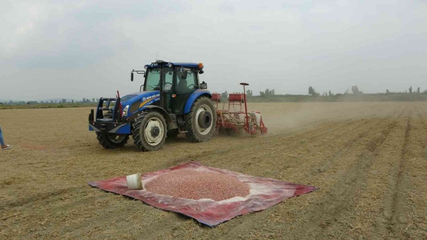 Çukurova’da yer fıstığı ekimi başladı