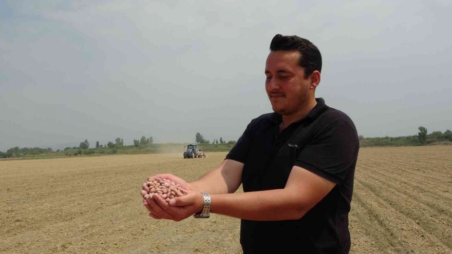 Çukurova’da yer fıstığı ekimi başladı