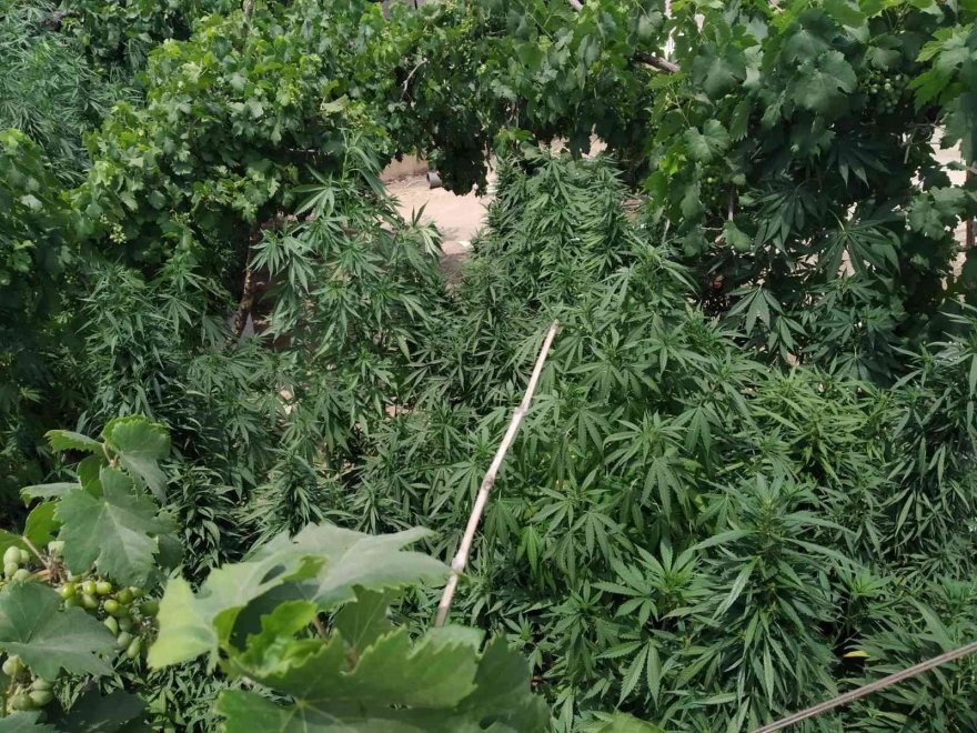 Torbacıların evine koç başlarıyla kapılar kırılıp girildi