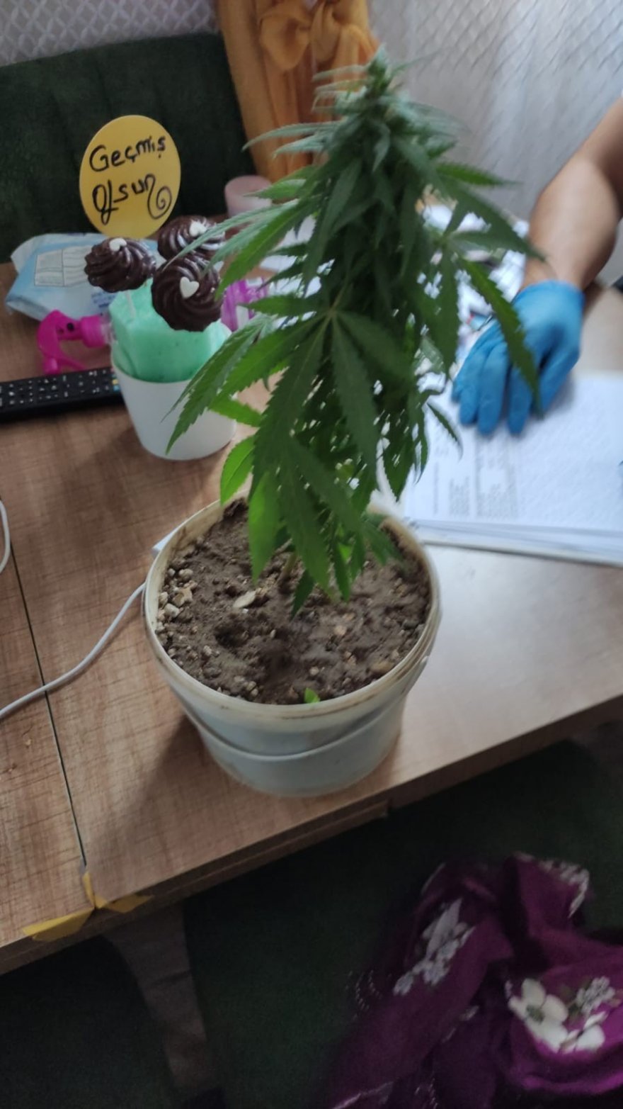 Torbacıların evine koç başlarıyla kapılar kırılıp girildi