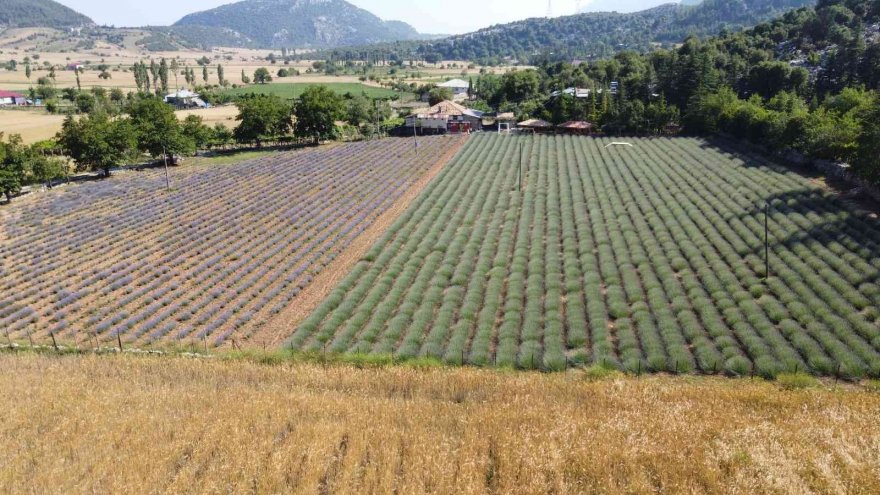 Mor tarlaların hanımağaları