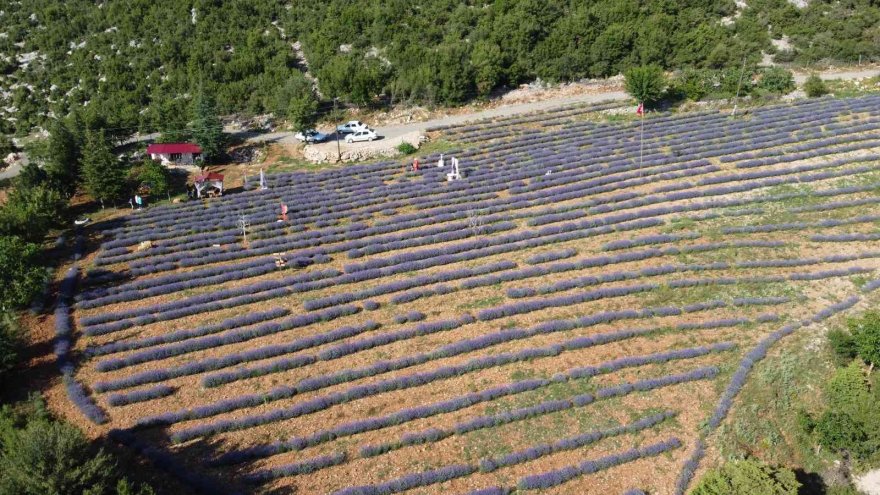 Mor tarlaların hanımağaları
